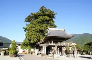 Kashimo Osugi