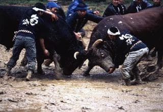 小千谷牛の角突き1