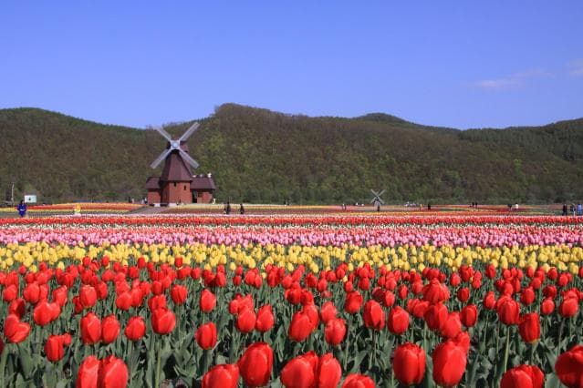 Kamiyubetsu Tulip Park