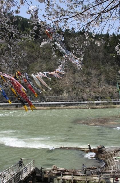 ヤナにかかる鯉のぼり