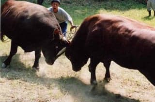 State of the Yamakoshi Bullfighting Tournament