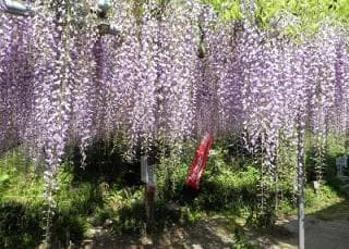 The Great Fuji of Ryuzu-ji Temple