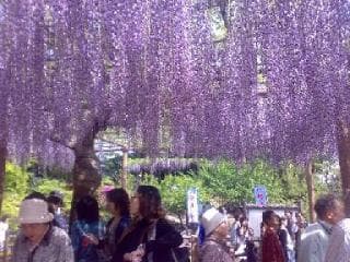 江南藤まつり