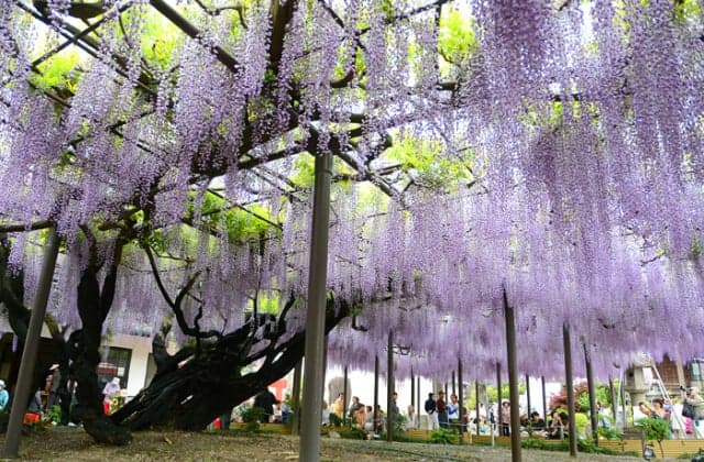 Mino Takehana Fuji Festival