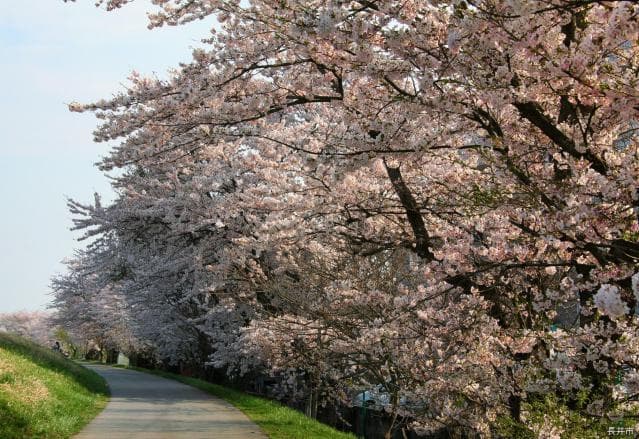 最上川堤防千本桜
