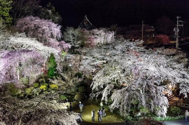 In front of Kozenji Weeping Cherry Blossom Auditorium