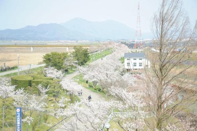 大河津分水桜並木