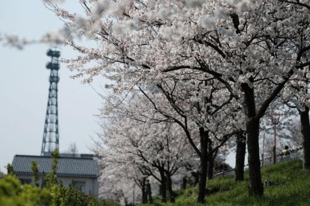 桜並木