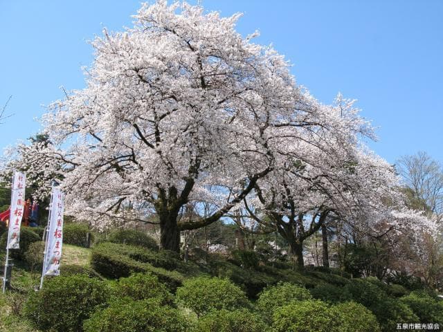 Muramatsu Park Cherry Blossom Festival