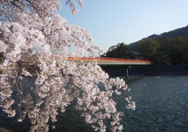 宇治川の桜