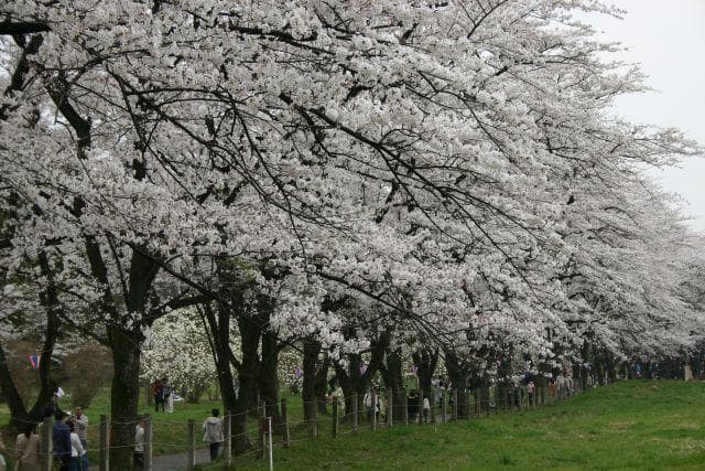 Senbon-zakura