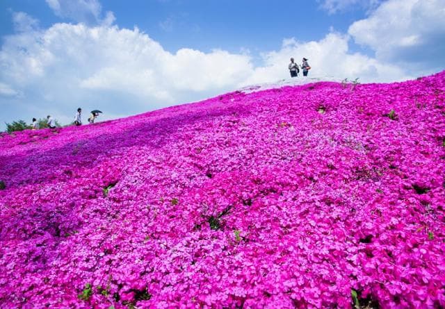 Shibazakura Festival