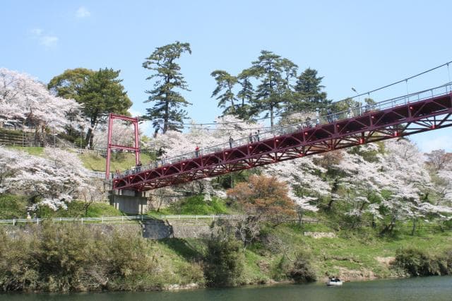 Sakura Festival