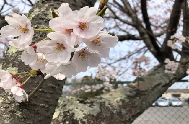 中央公園の桜