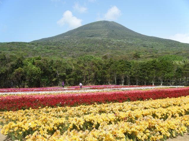 Freesia field (for ornamental)