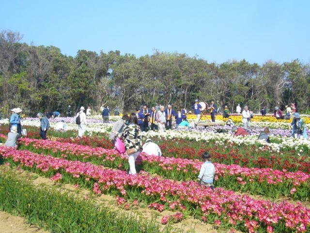 Freesia picking scenery