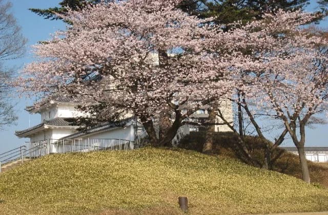 Uto Miyagi Cherry Blossom Festival (image)