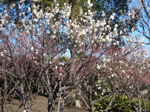 Daikan Yashiki Plum Festival