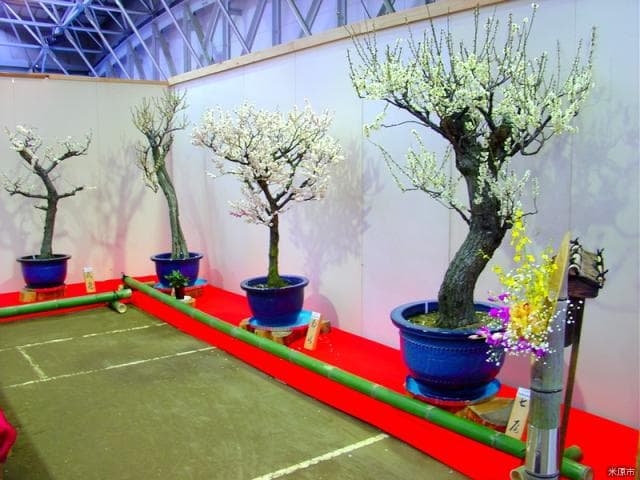 鴨の里盆梅展・蘭展