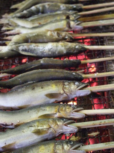 Sweetfish salt grilled