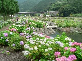 Reinan Hydrangea viewing party