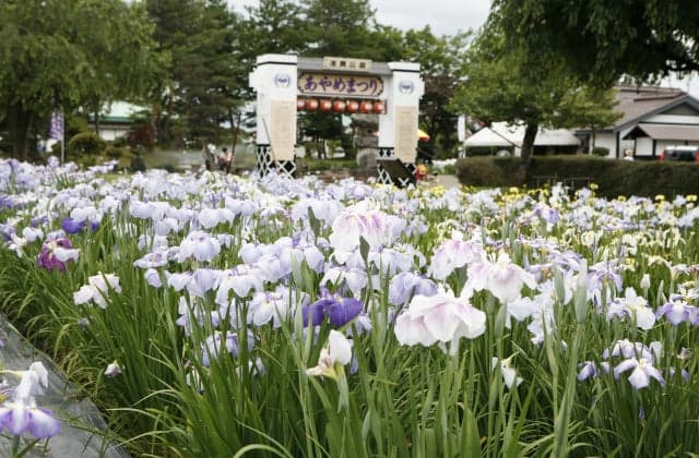 Asamai Park Ayame Festival