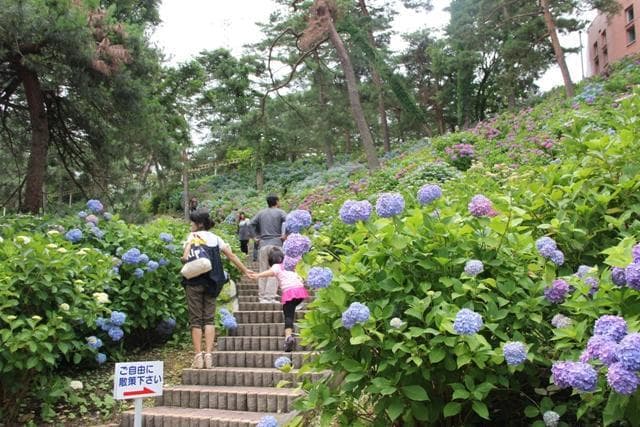 Hydrangea Festival