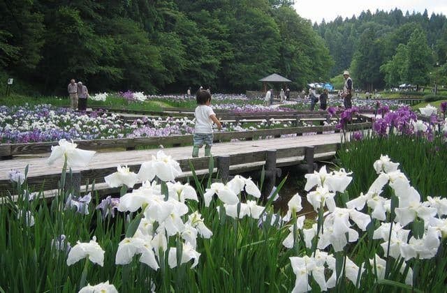 Iris Garden