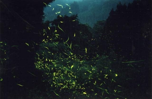 小野川温泉のほたる