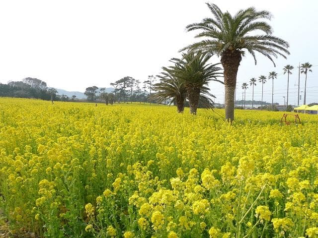 Rape blossoms in full bloom