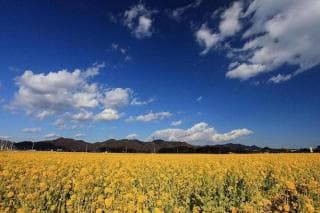 Vegetable field road