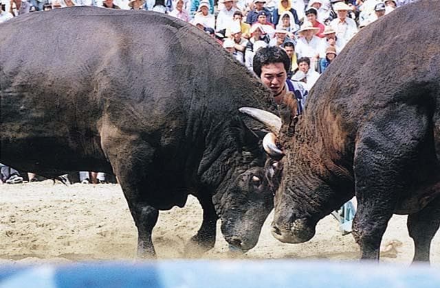 Bullfighting