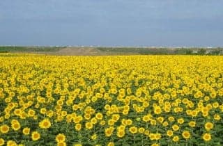 Yanagawa Sunflower Garden