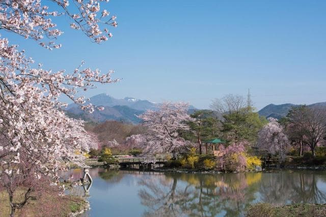 Cherry blossoms at Shiki no Sato Ryokusuien Garden