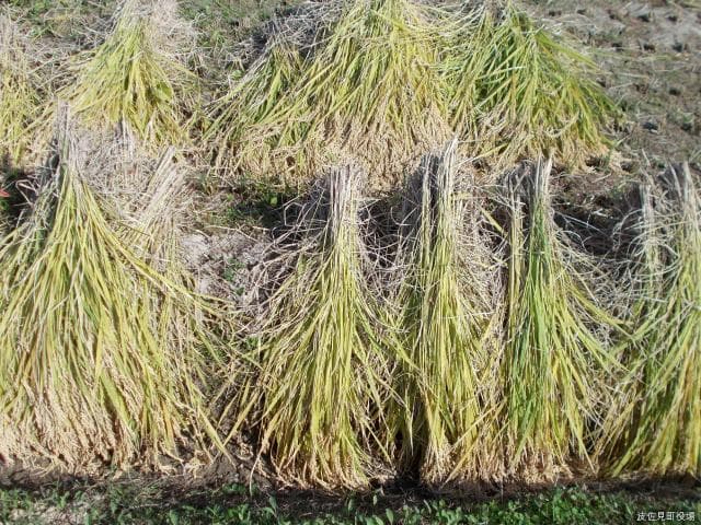 10月:酒塾2回目(天日干し)