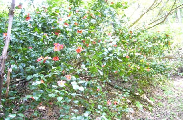 白木峠ユキツバキ