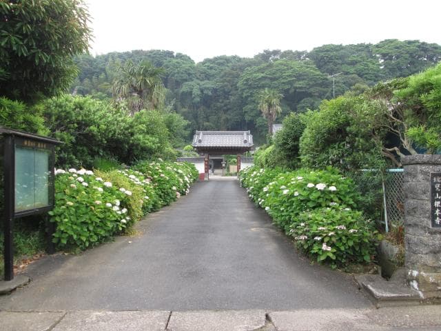 根本寺のアジサイ