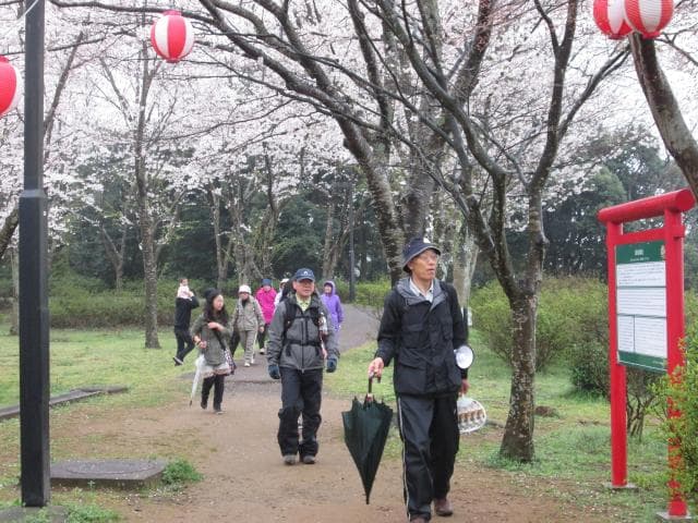 鹿島城址の桜