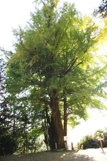 The Great Ginkgo of Takayama Fudo