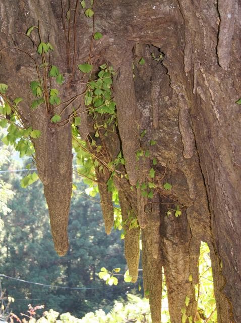 Large ginkgo (child care ginkgo)