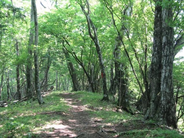 Beech forest (summer)