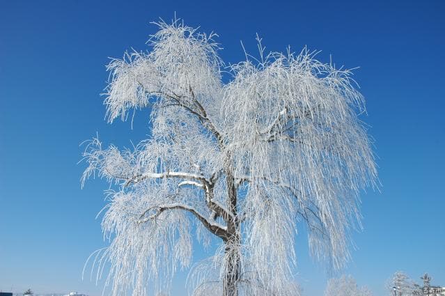 樹氷