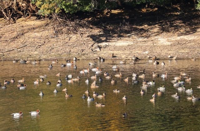 井ノ浦ため池に飛来する鴨