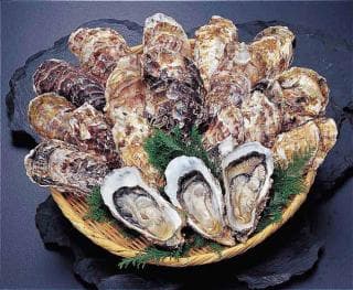 Kotobuki Oyster
