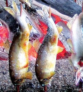 Ayu no salted grilled