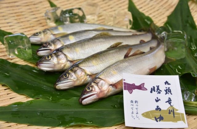 Katsuyama Ayu, Kuzuryu River