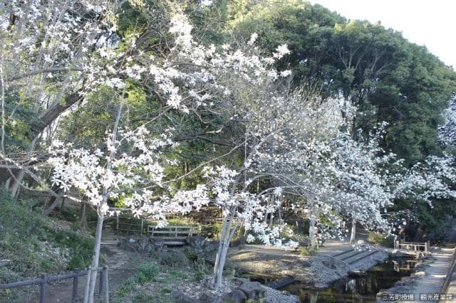 Chikumazawa Kobushi no Sato