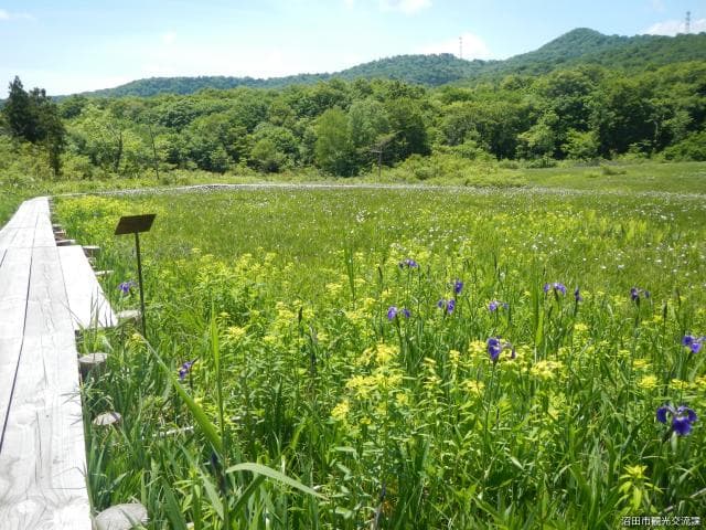 Tamahara Marshland in early summer