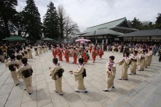 Cherry blossom viewing