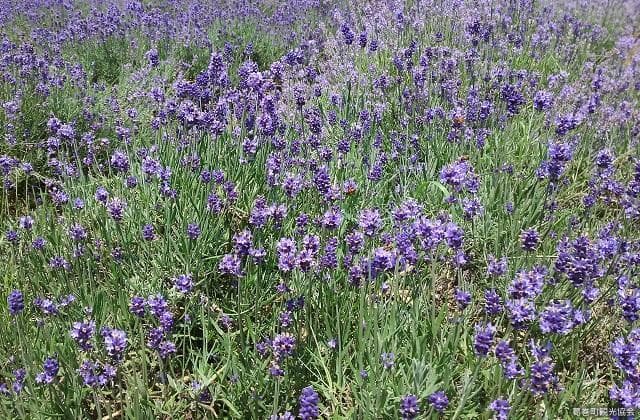 イングリッシュラベンダー